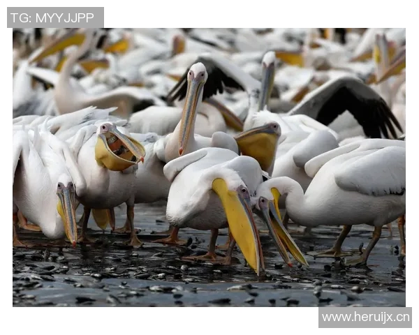 几只鹈鹕在等着小哥的鱼,结果小哥鱼都不敢拿上来了